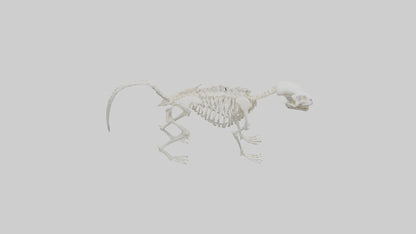 Skunk Skeleton model 3D model