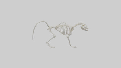 Skunk Skeleton model 3D model