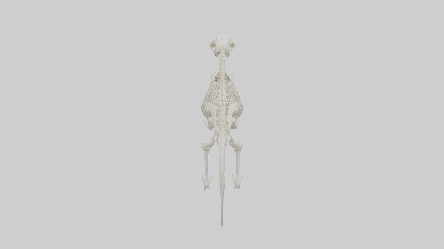 Skunk Skeleton model 3D model