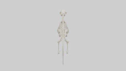 Skunk Skeleton model 3D model