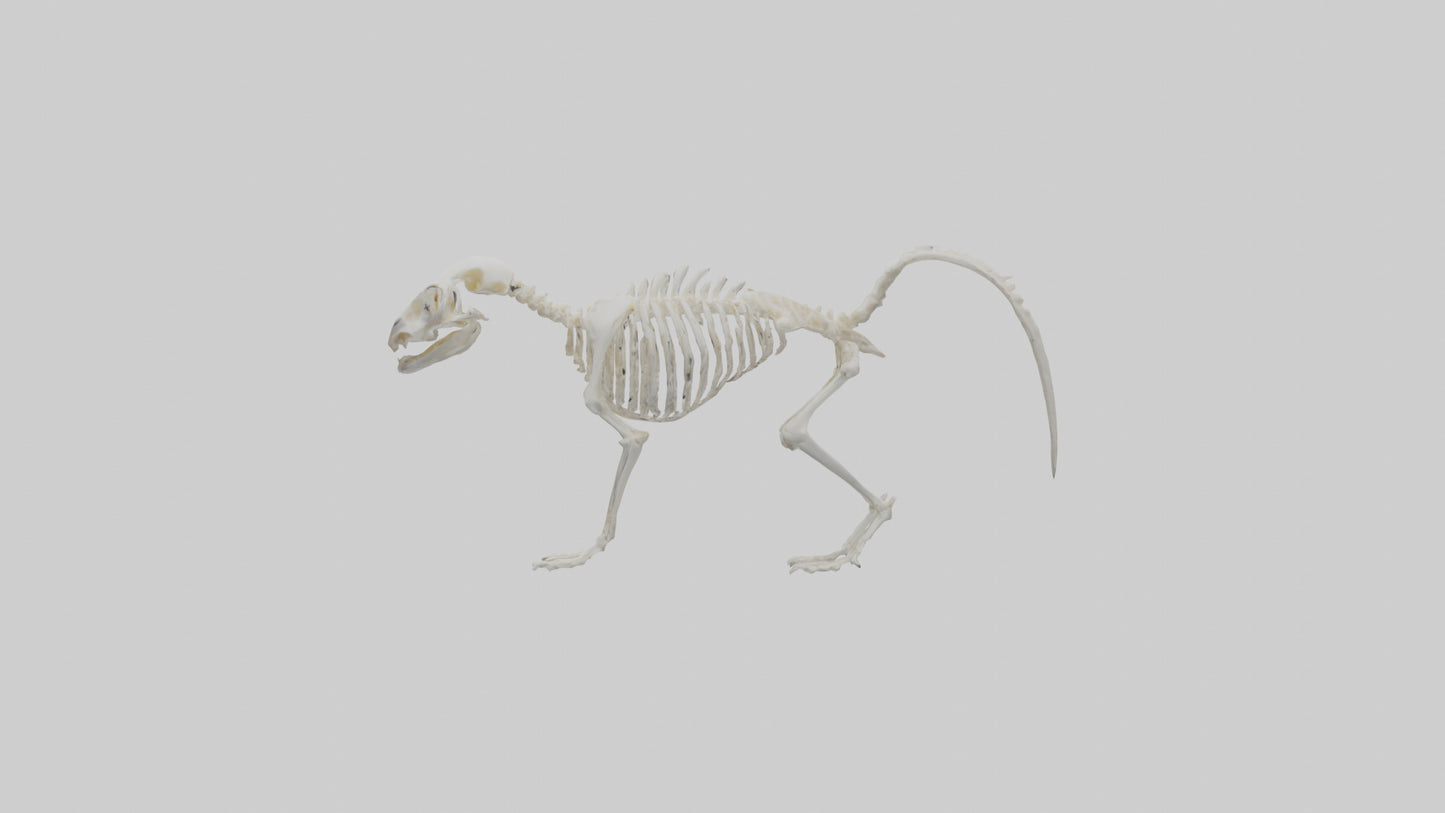 Skunk Skeleton model 3D model