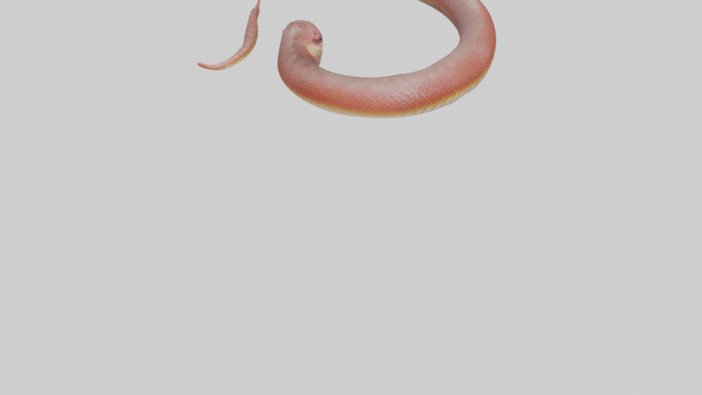 Slithering worm model 3D model
