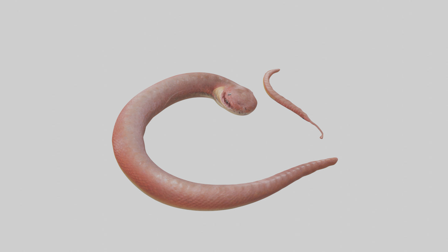 Slithering worm model 3D model