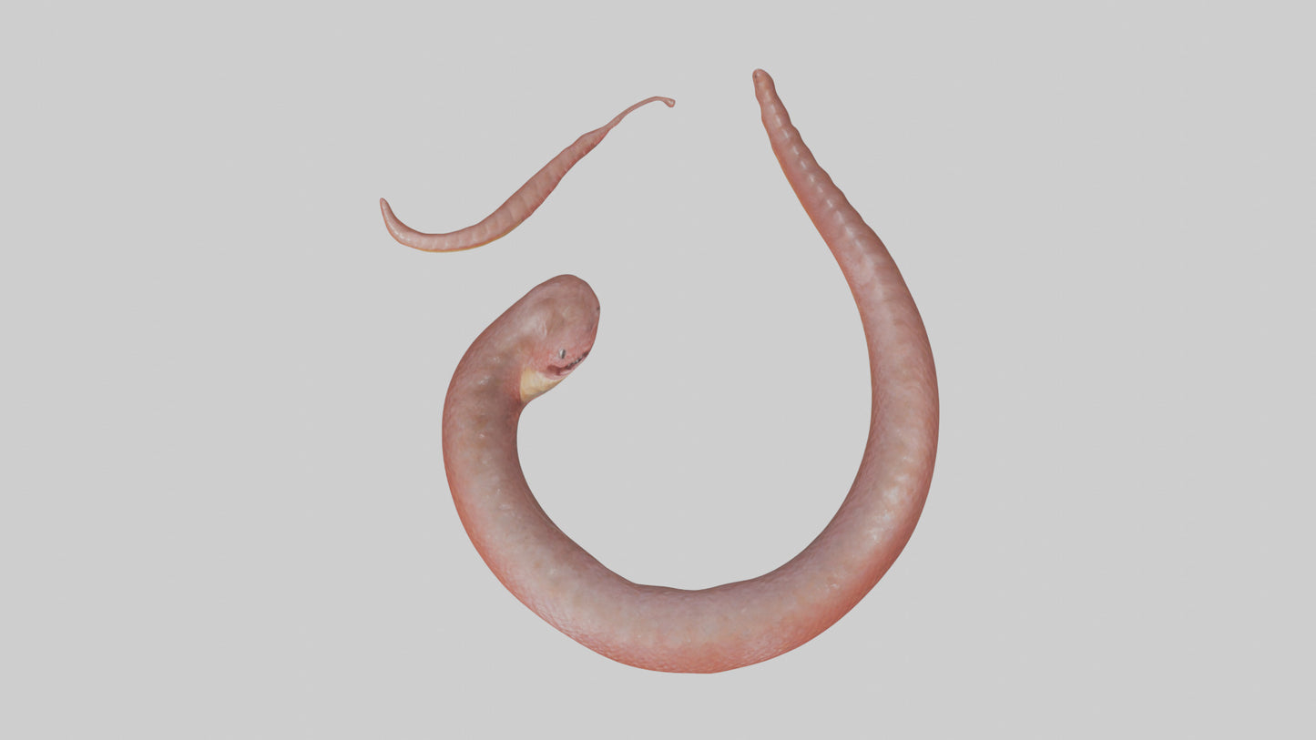 Slithering worm model 3D model