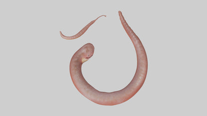 Slithering worm model 3D model