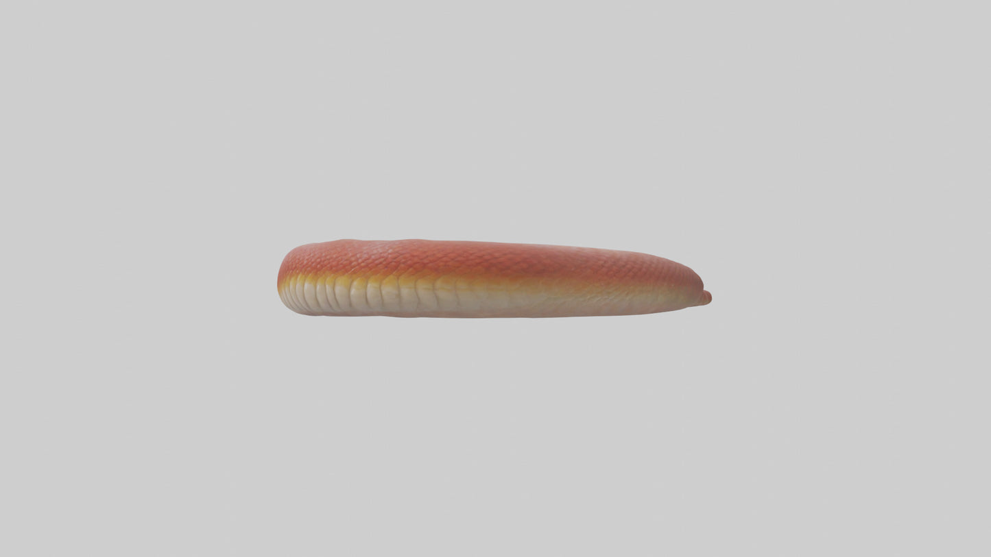 Slithering worm model 3D model