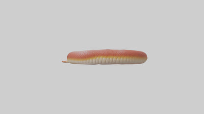 Slithering worm model 3D model