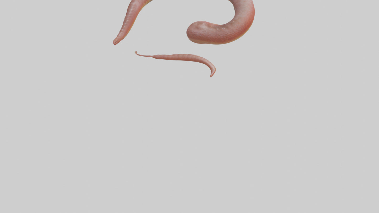 Slithering worm model 3D model