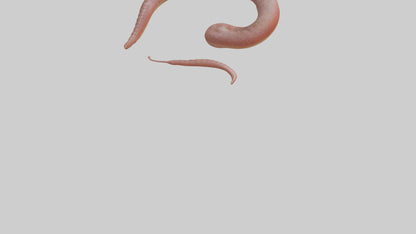 Slithering worm model 3D model