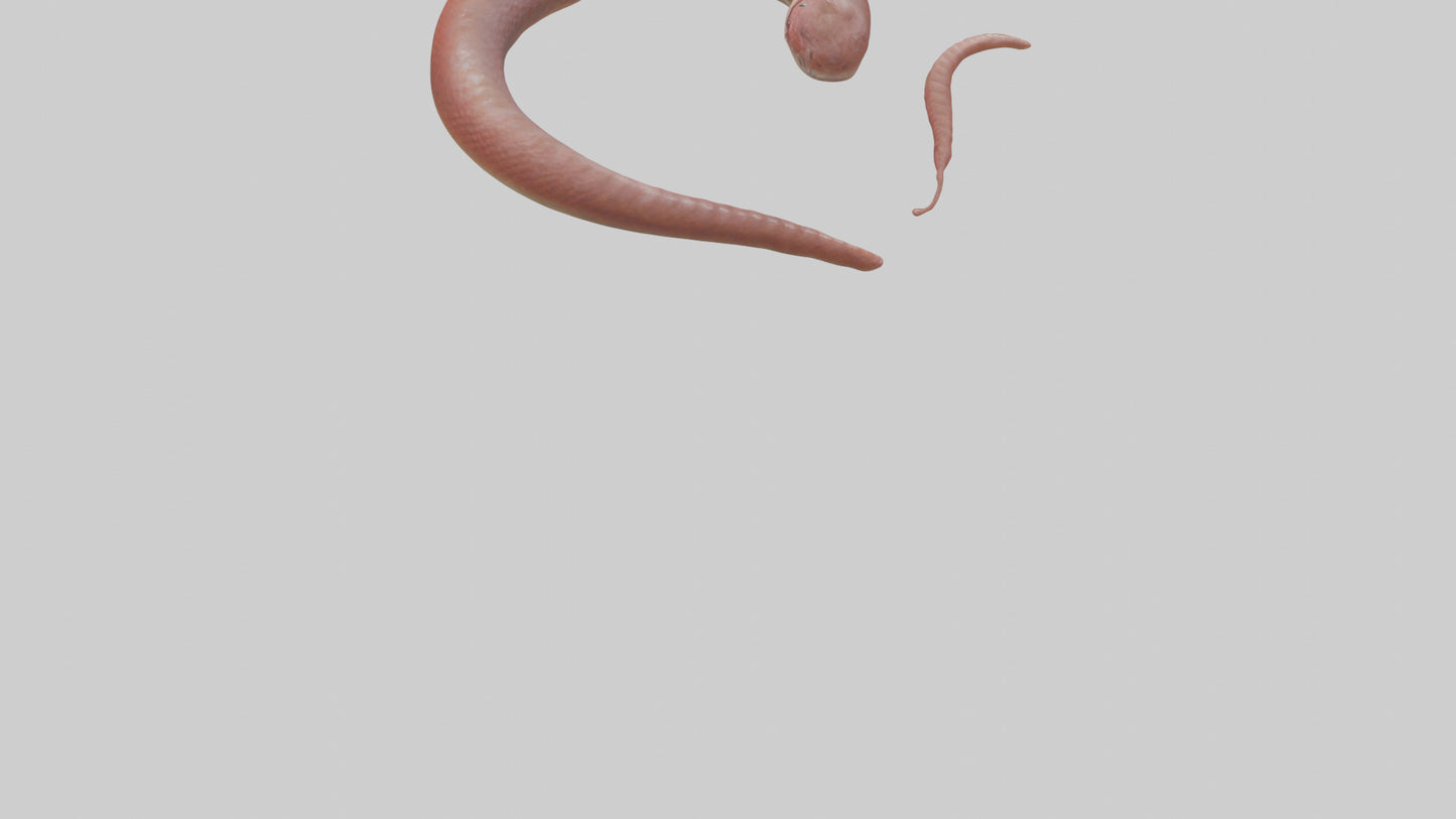 Slithering worm model 3D model