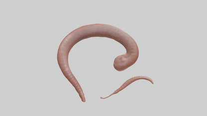 Slithering worm model 3D model