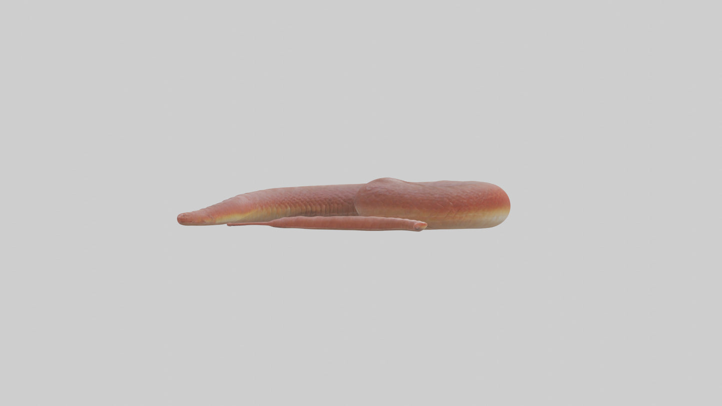 Slithering worm model 3D model