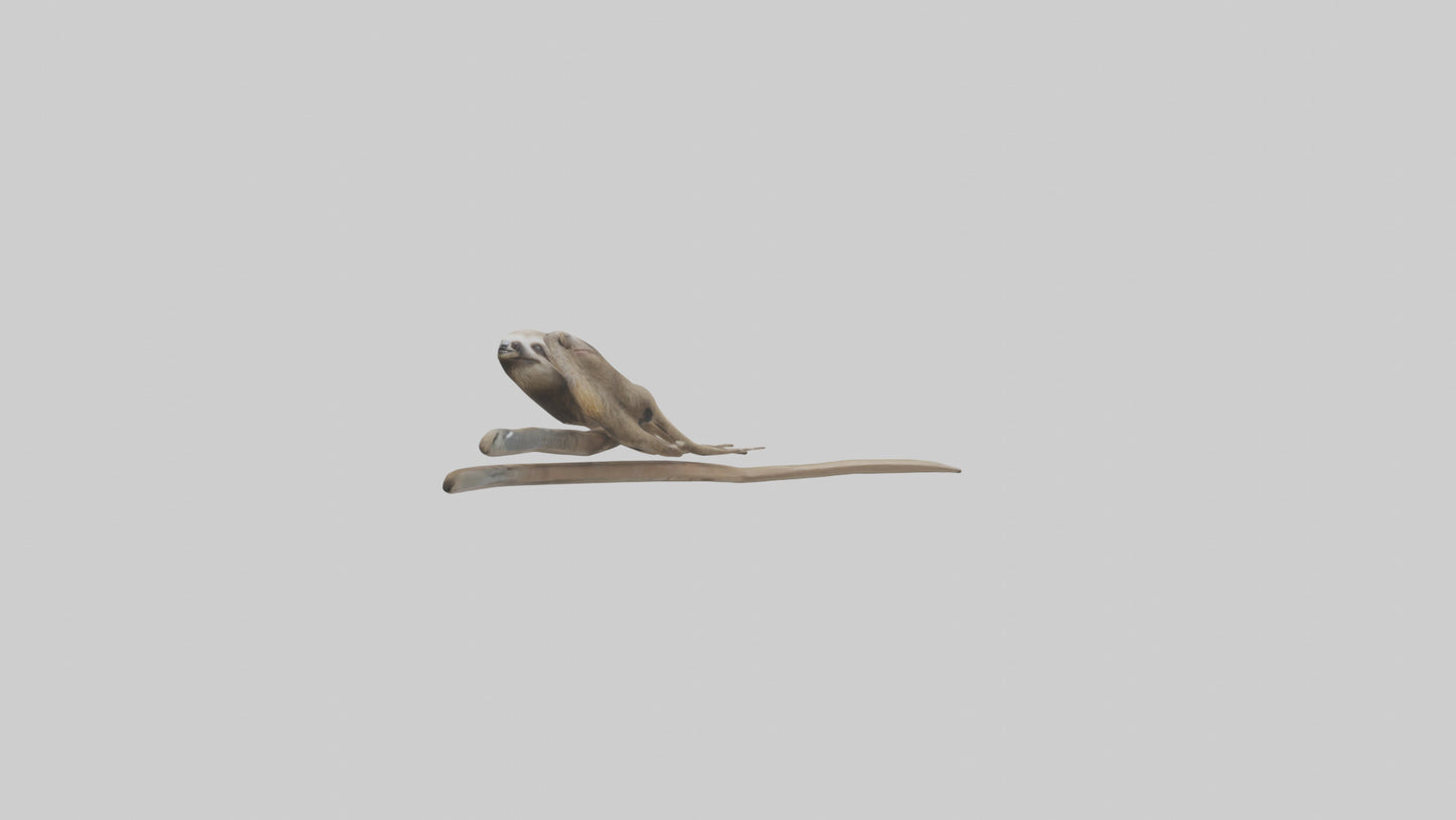 Sloth Claws Model 3D model