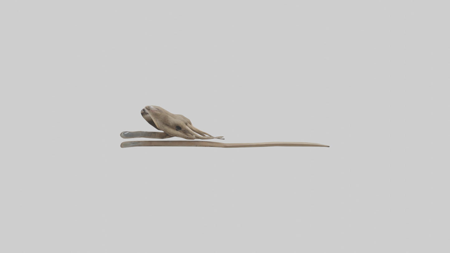 Sloth Claws Model 3D model