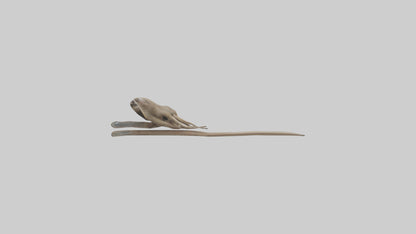 Sloth Claws Model 3D model
