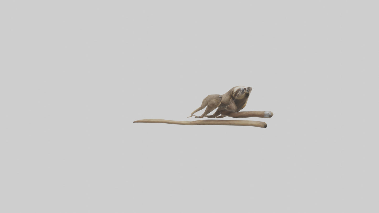 Sloth Claws Model 3D model