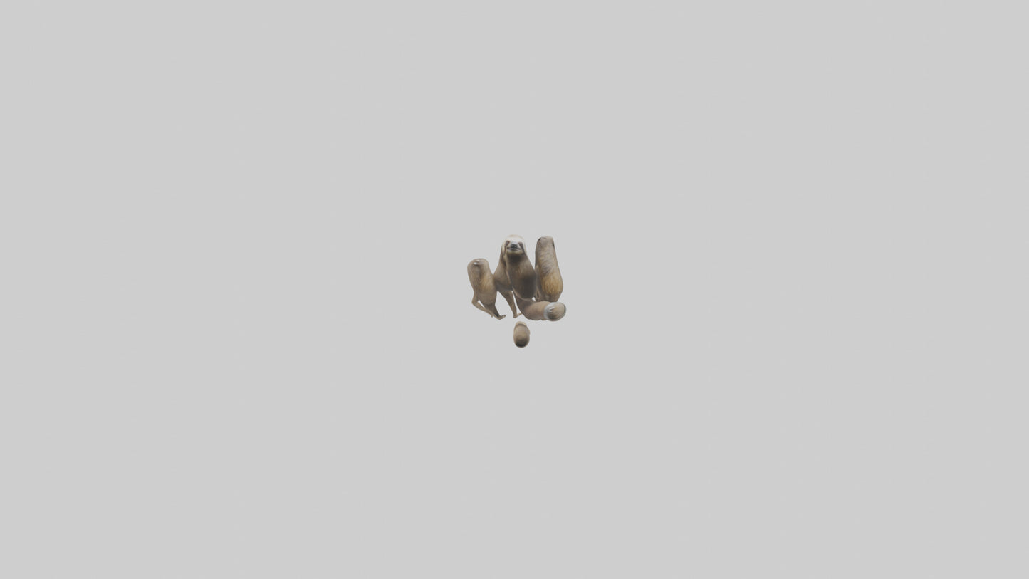 Sloth Claws Model 3D model