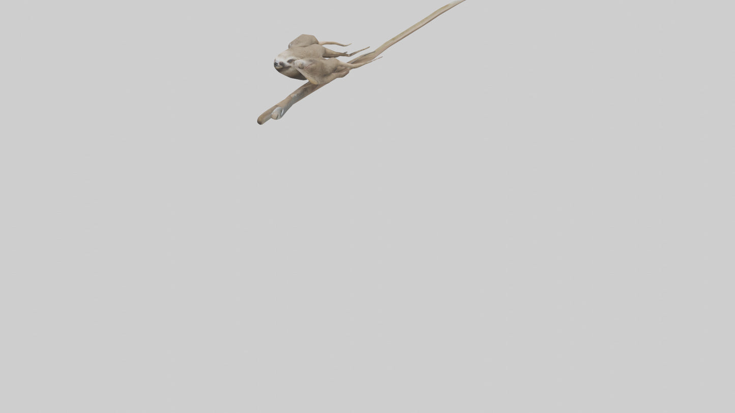 Sloth Claws Model 3D model