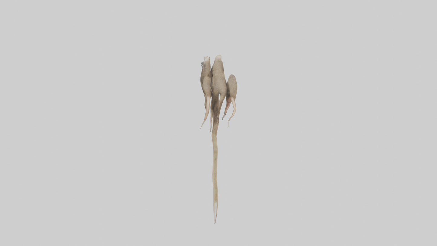 Sloth Claws Model 3D model