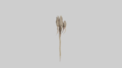 Sloth Claws Model 3D model
