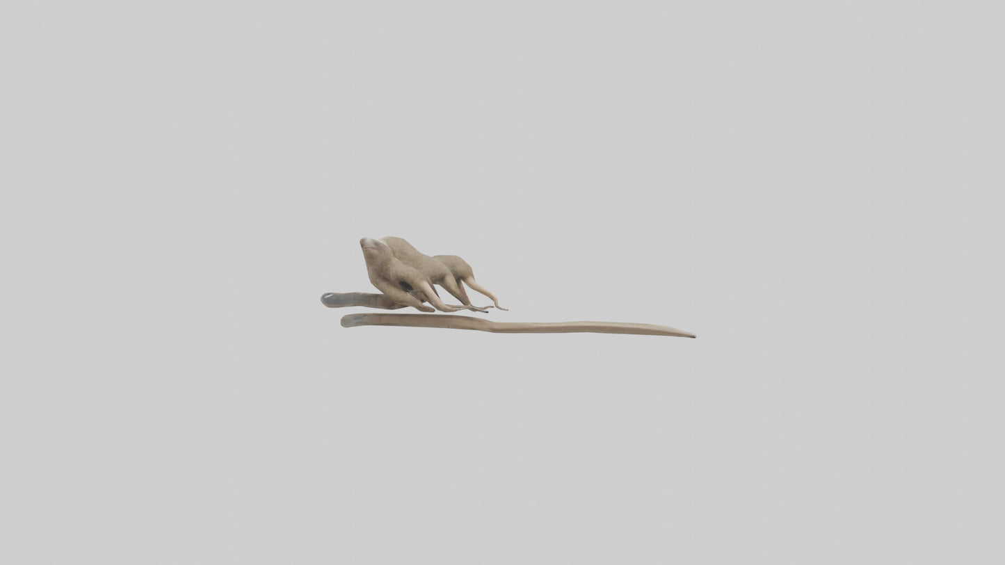Sloth Claws Model 3D model
