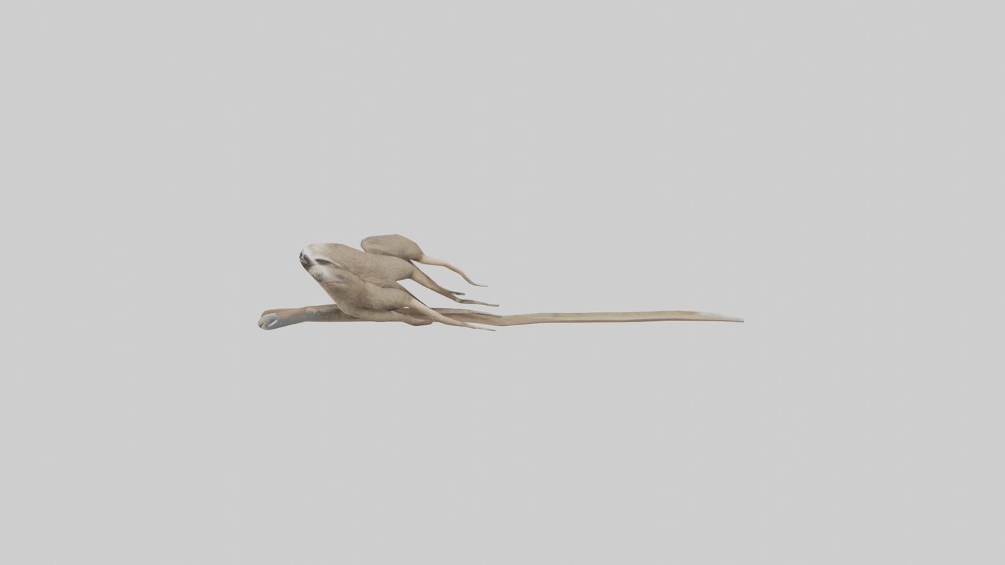 Sloth Claws Model 3D model