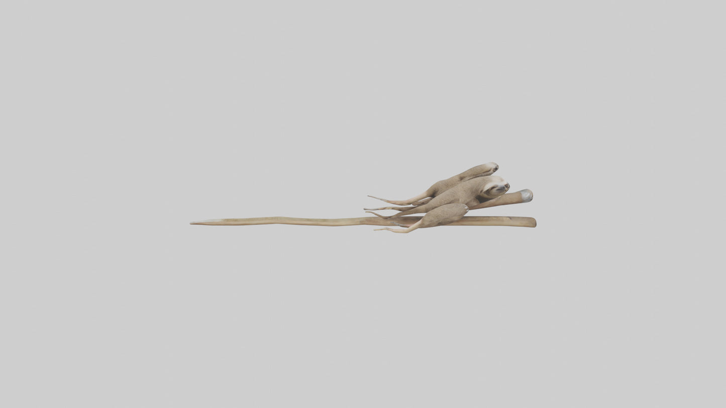 Sloth Claws Model 3D model