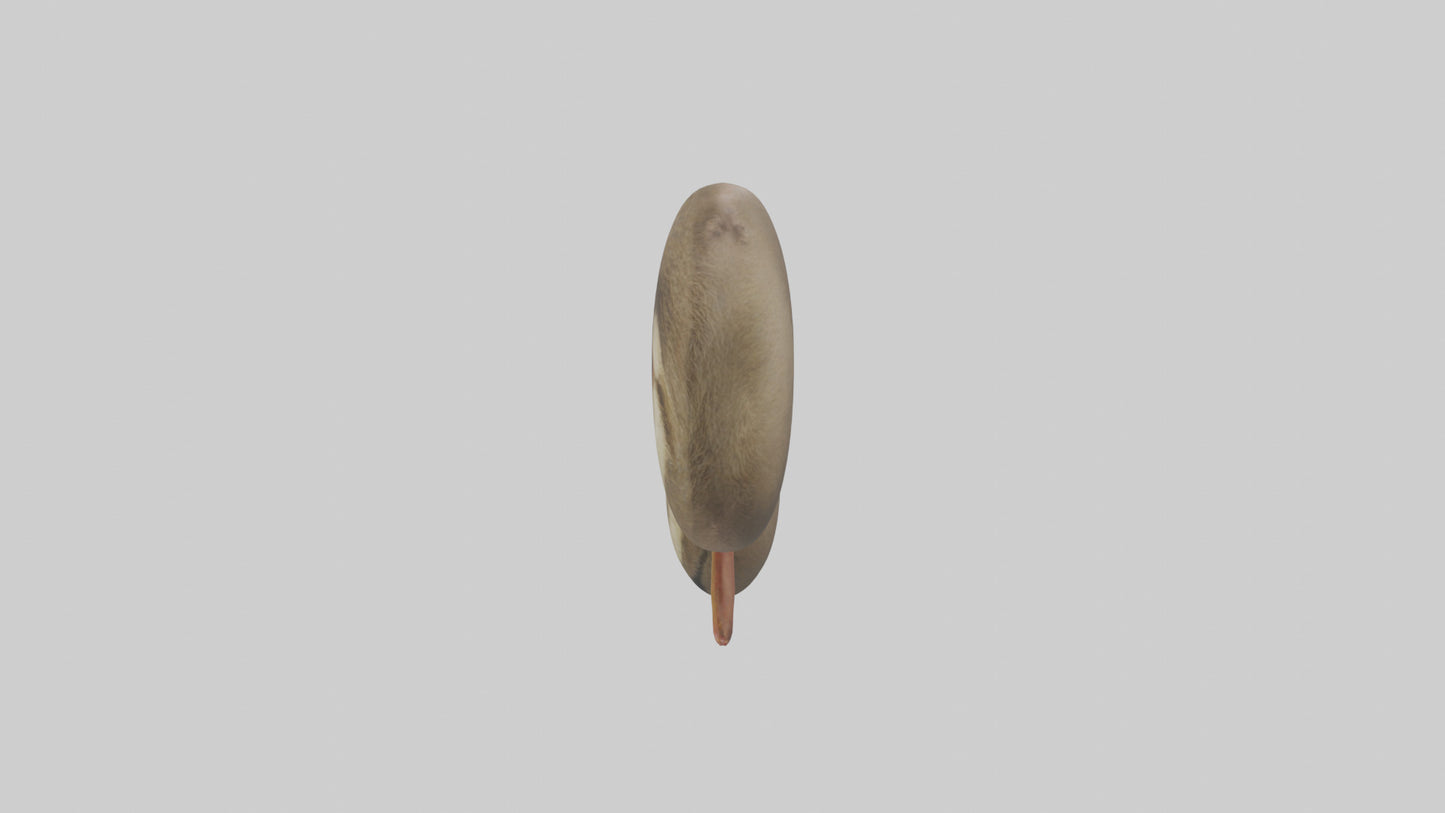 Sloth Kidneys 3D model