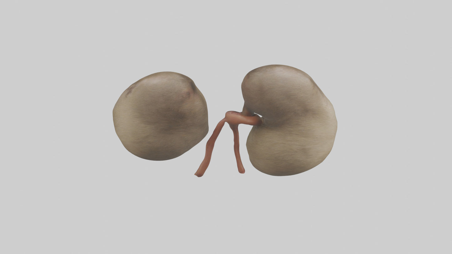 Sloth Kidneys 3D model