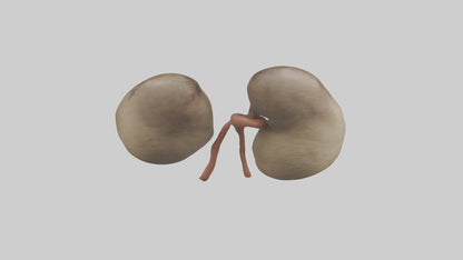 Sloth Kidneys 3D model
