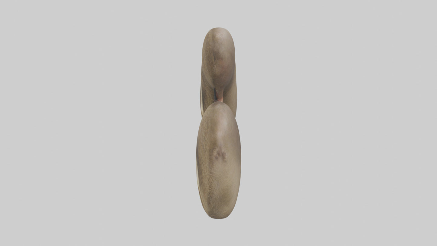Sloth Kidneys 3D model