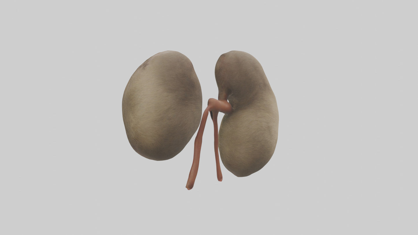 Sloth Kidneys 3D model