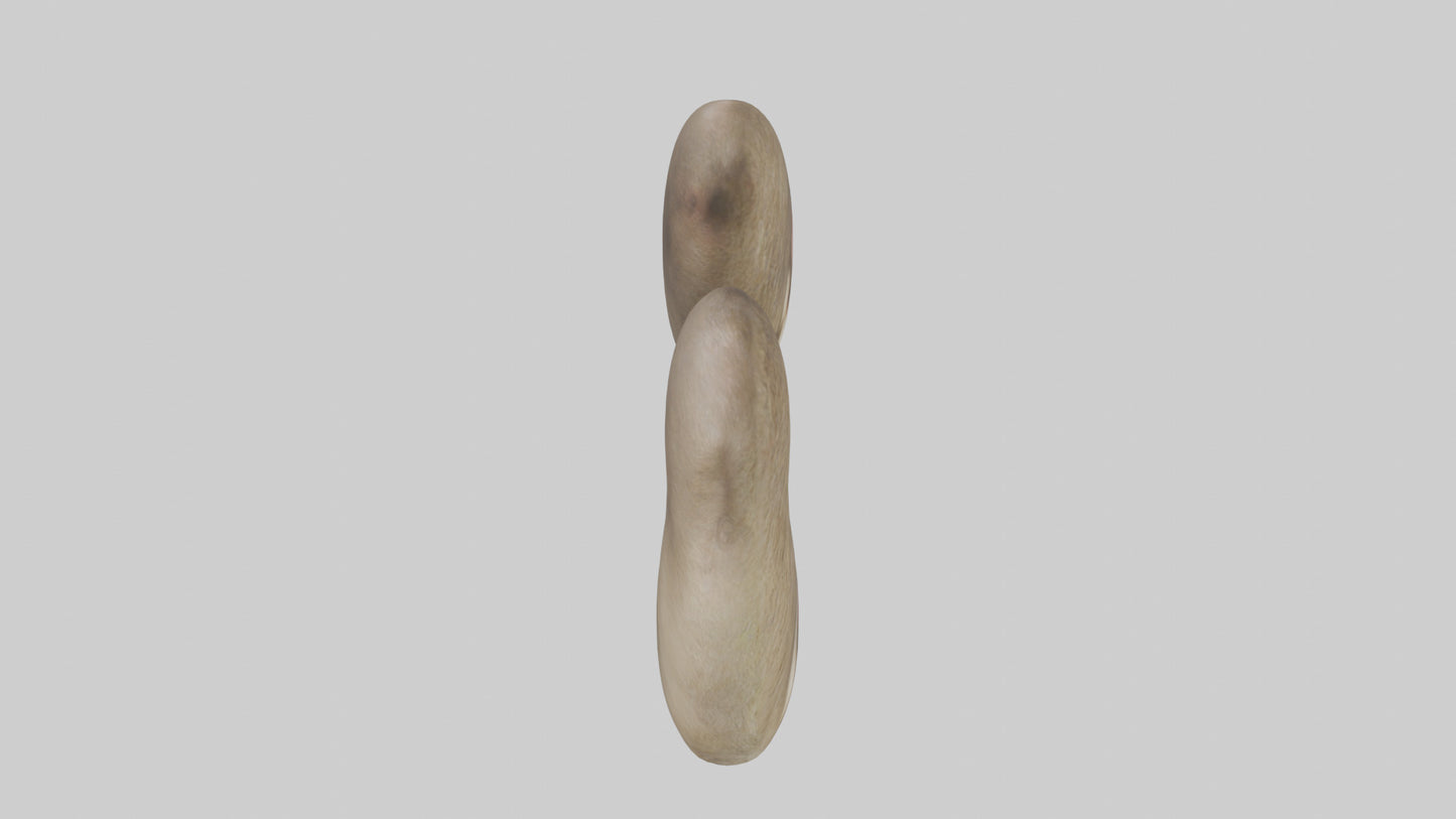 Sloth Kidneys 3D model