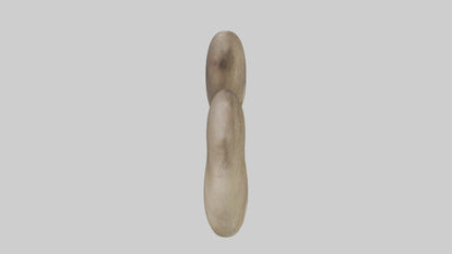 Sloth Kidneys 3D model