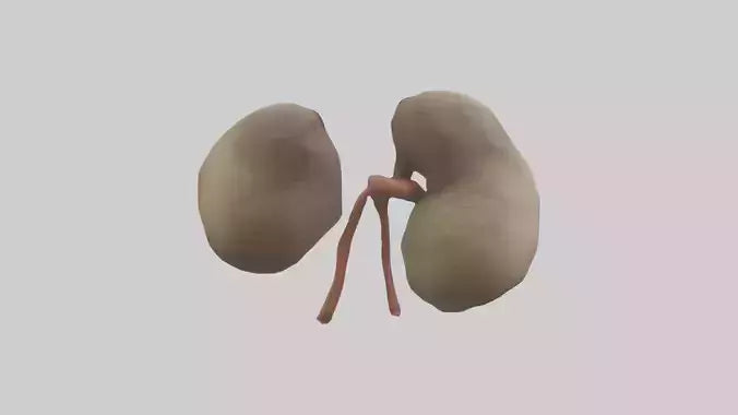Sloth Kidneys 3D model