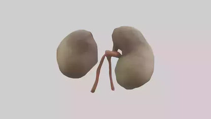 Sloth Kidneys 3D model