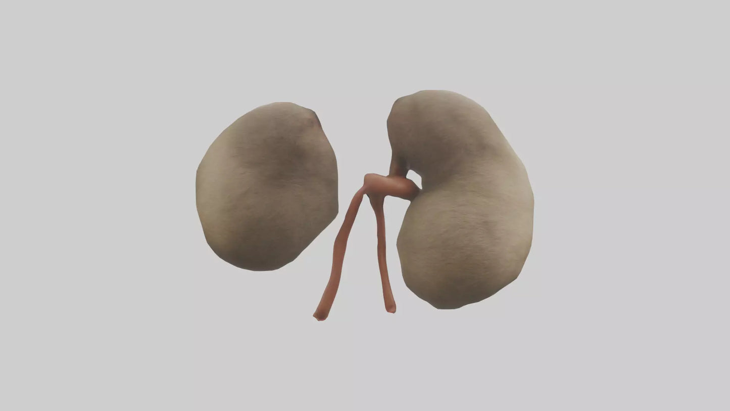 Sloth Kidneys 3D model