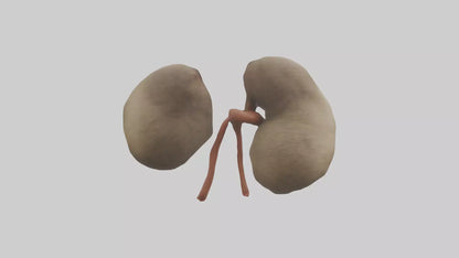 Sloth Kidneys 3D model