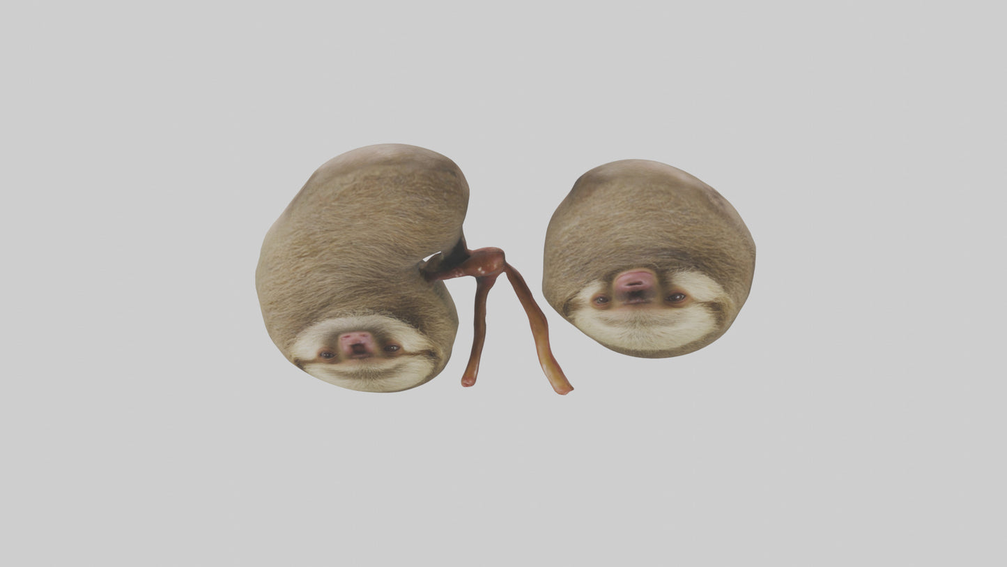 Sloth Kidneys 3D model