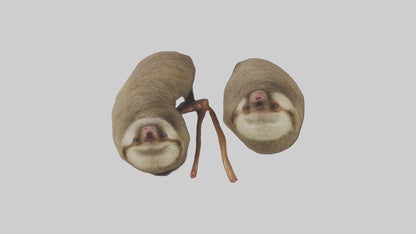 Sloth Kidneys 3D model