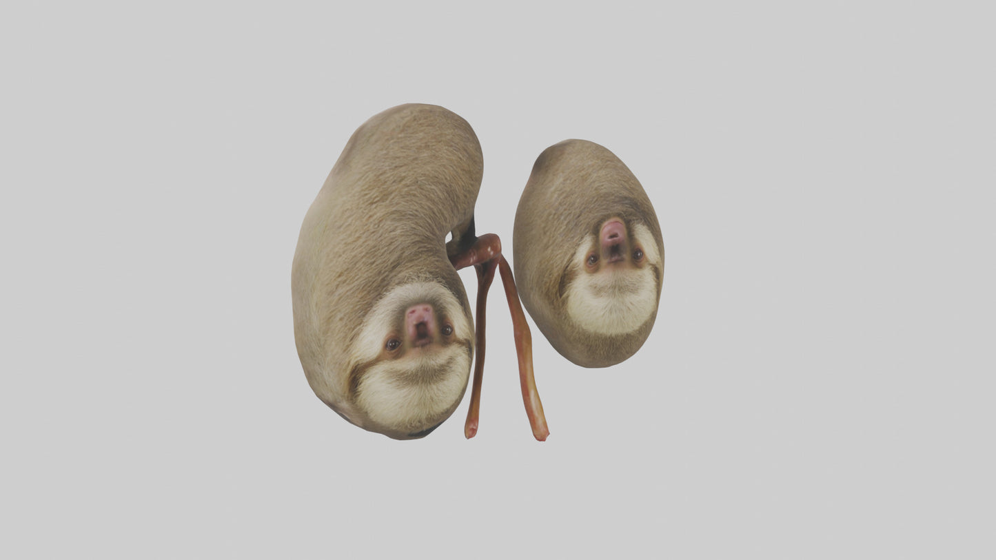 Sloth Kidneys 3D model