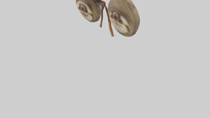 Sloth Kidneys 3D model