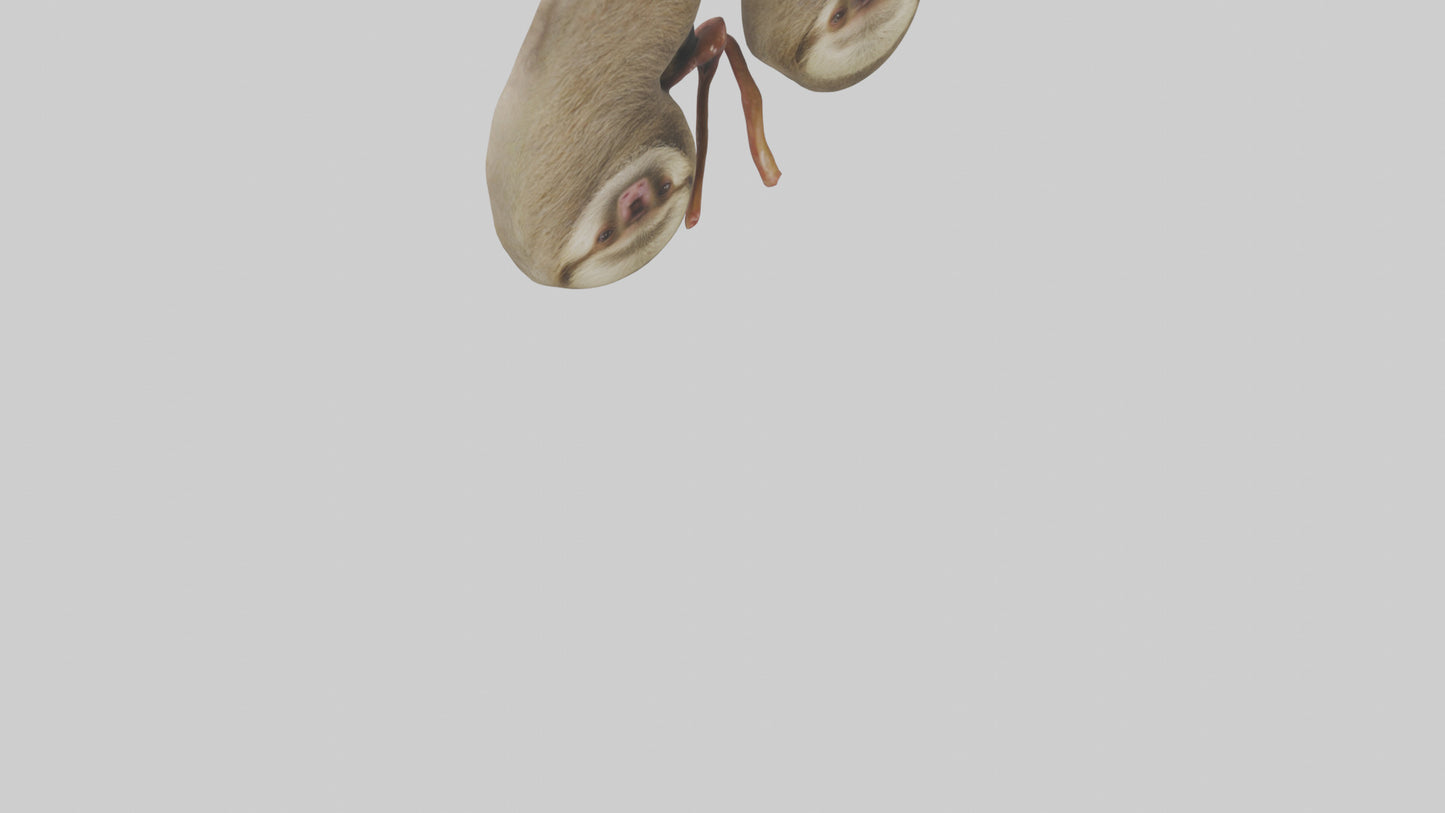 Sloth Kidneys 3D model