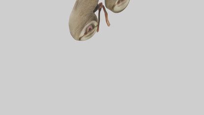 Sloth Kidneys 3D model
