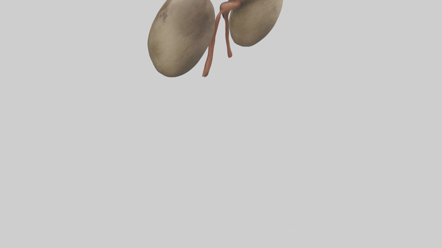 Sloth Kidneys 3D model