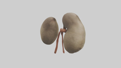 Sloth Kidneys 3D model