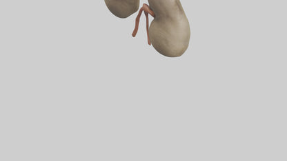 Sloth Kidneys 3D model