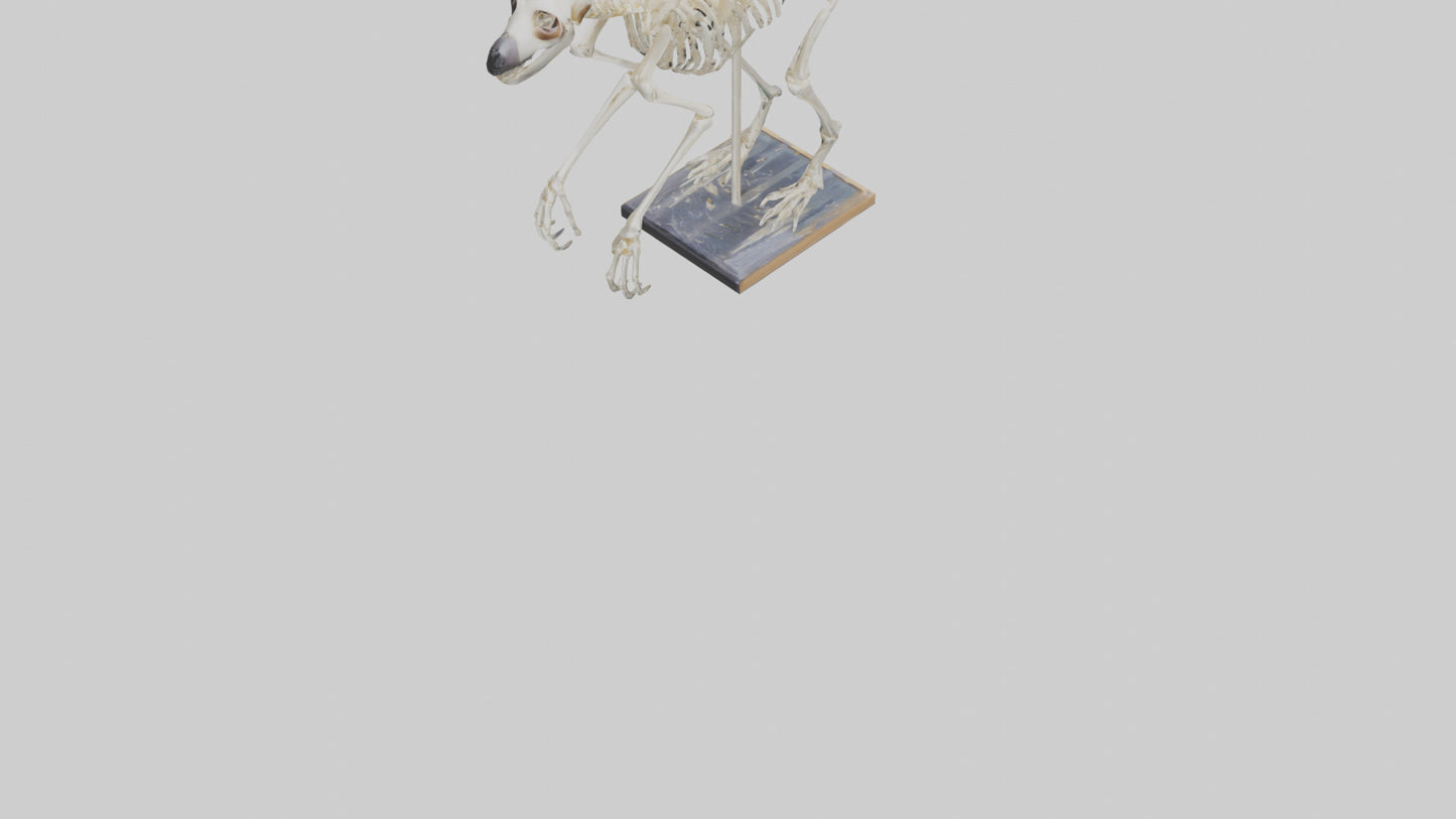 Sloth Skeleton model 3D model