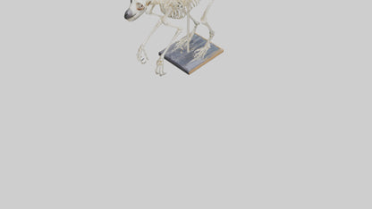 Sloth Skeleton model 3D model