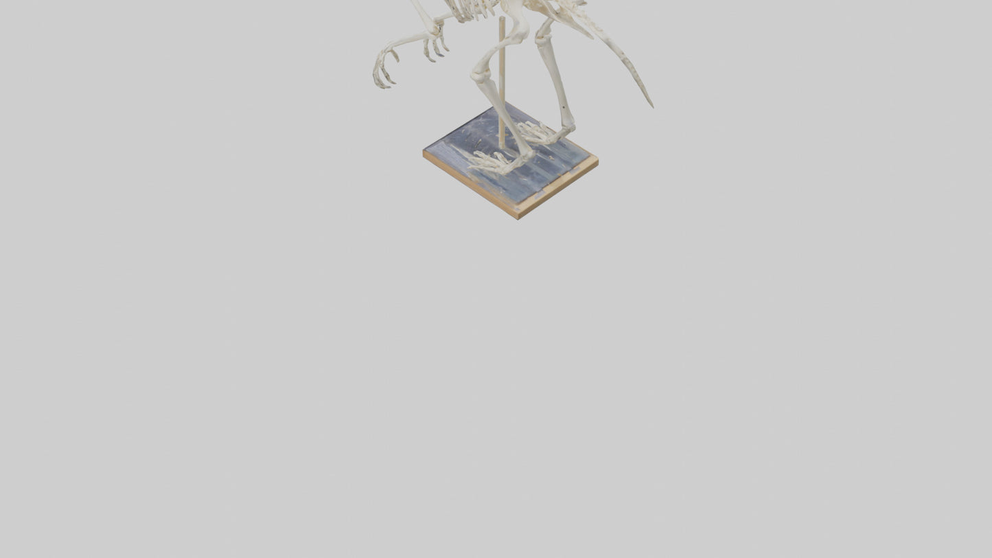Sloth Skeleton model 3D model